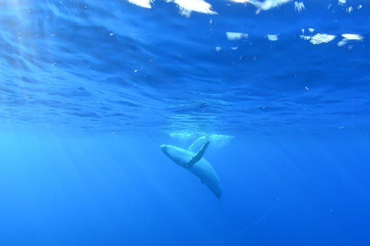 Tahiti Humpback Whale Watching and Swim Adventure photo 2