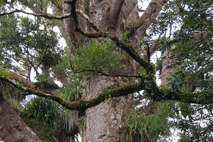 Auckland Luxury 8‑Hour Day Tour — Waitakere Ranges, Gannets & City Highlights photo 3