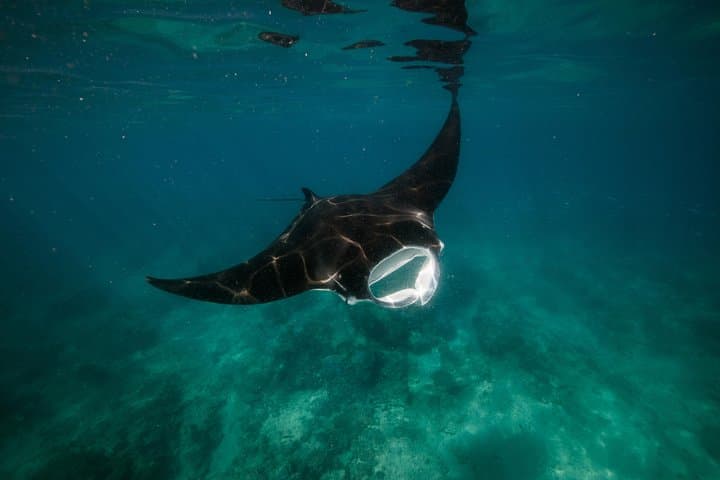 Ningaloo Reef Full-Day Snorkel and Wildlife Adventure from Exmouth