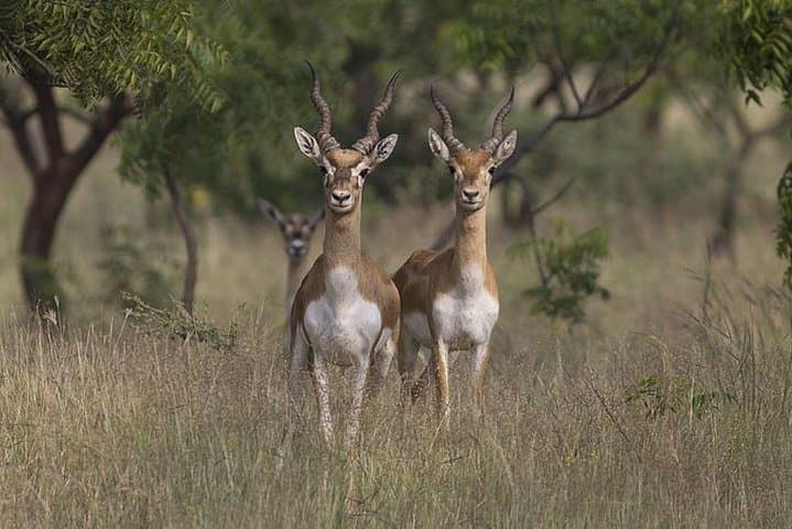 Jeep Safari to See Blackbuck in National Chambal Sanctuary from Agra