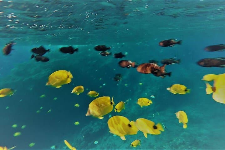Molokini Crater Zodiac Snorkel & Turtle Cove Swim — Maui Small-Boat Adventure photo 4