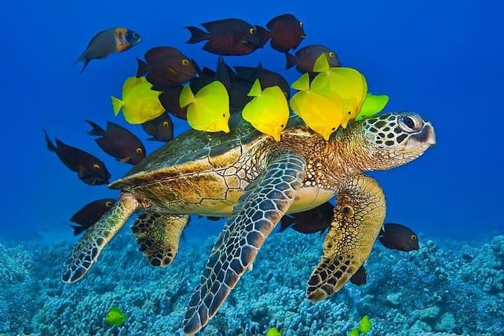 Molokini Crater Zodiac Snorkel & Turtle Cove Swim — Maui Small-Boat Adventure photo 6