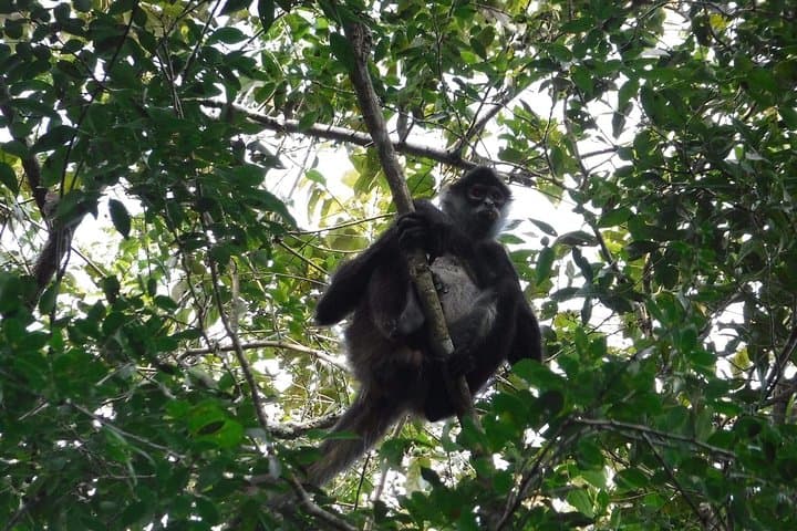 Wild Monkey Tour from Tulum: Private Half‑Day Jungle Wildlife Experience photo 4