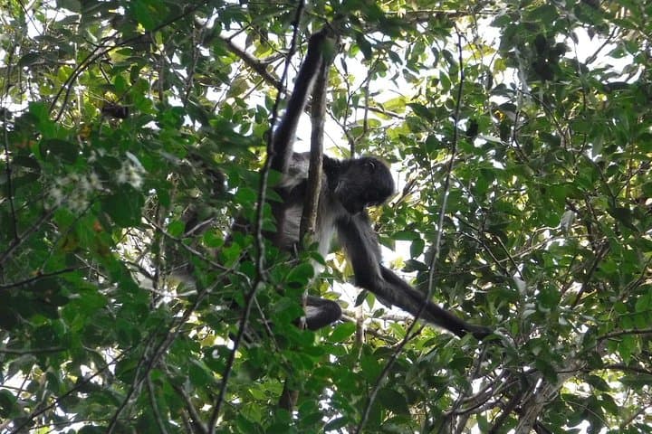 Wild Monkey Tour from Tulum: Private Half‑Day Jungle Wildlife Experience photo 5