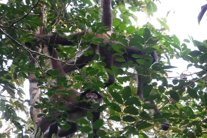 Wild Monkey Tour from Tulum: Private Half‑Day Jungle Wildlife Experience photo 6