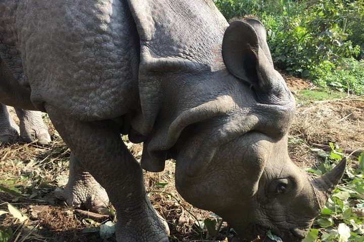 Chitwan Safari: Hands-On Wildlife Adventure on the Rapti photo 2