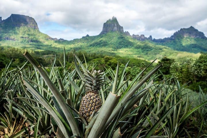Moorea 4WD Adventure: Belvedere Lookout, Pineapple Fields & Magic Mountain photo 5