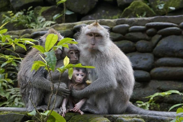 Full-Day Ubud Cultural Tour with Lunch: Temples, Waterfalls & Rice Terraces photo 4