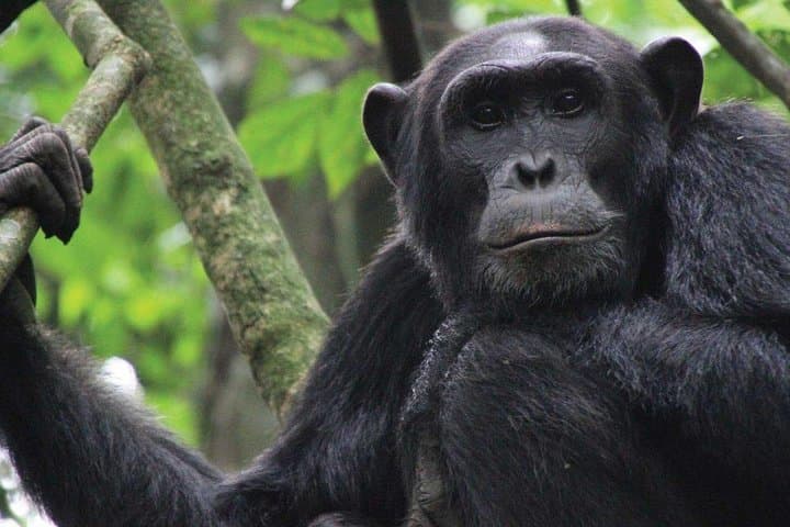 8-Day Uganda Primate & Wildlife Safari: Gorillas, Chimps & Big Game photo 2