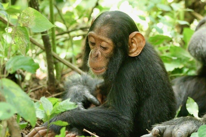 8-Day Uganda Primate & Wildlife Safari: Gorillas, Chimps & Big Game photo 4