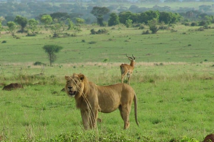 2-Day Murchison Falls Big 5 Safari: Nile Launch Cruise & Morning Game Drives from Kampala photo 3