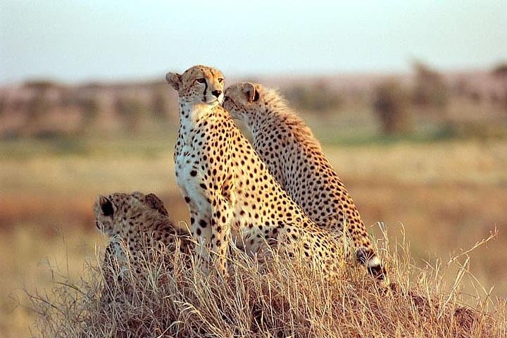 4-Day Kidepo Valley Safari — Remote Wildlife, Karimojong Culture & Narus Valley Views