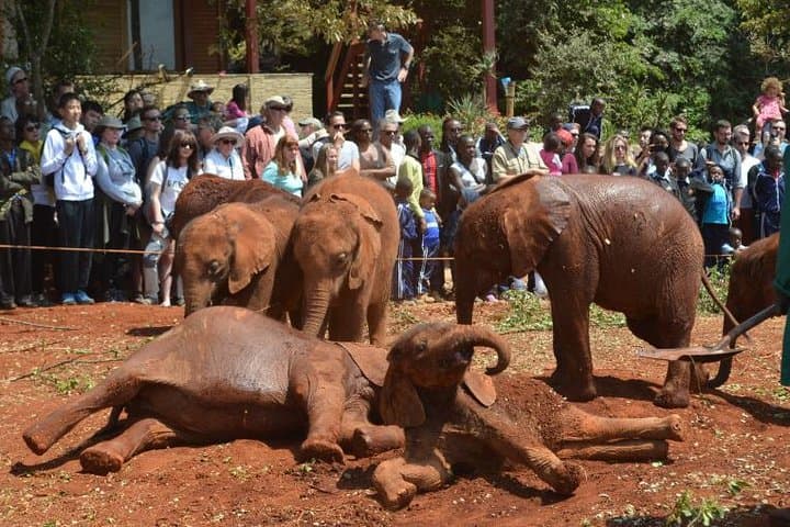 Nairobi Elephant Orphanage & Giraffe Centre Conservation Day Tour photo 3