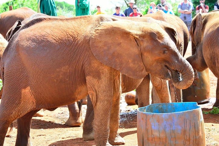 Nairobi Elephant Orphanage & Giraffe Centre Conservation Day Tour photo 4