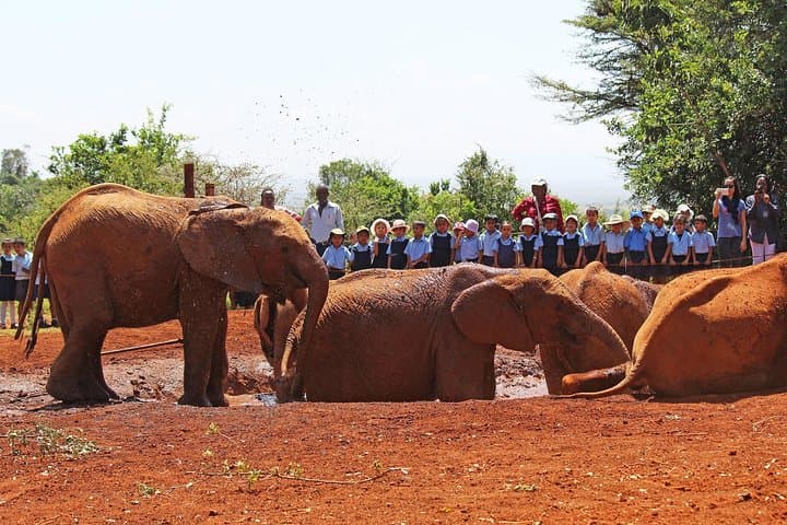 Eye-Level Encounters: Giraffe Center & Elephant Orphanage Day Tour from Nairobi photo 4