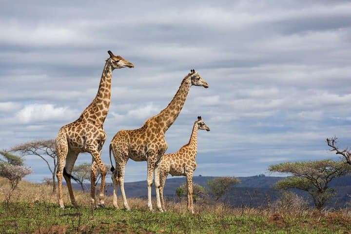 Budget 5-Day Masai Mara Tented Safari from Nairobi photo 5