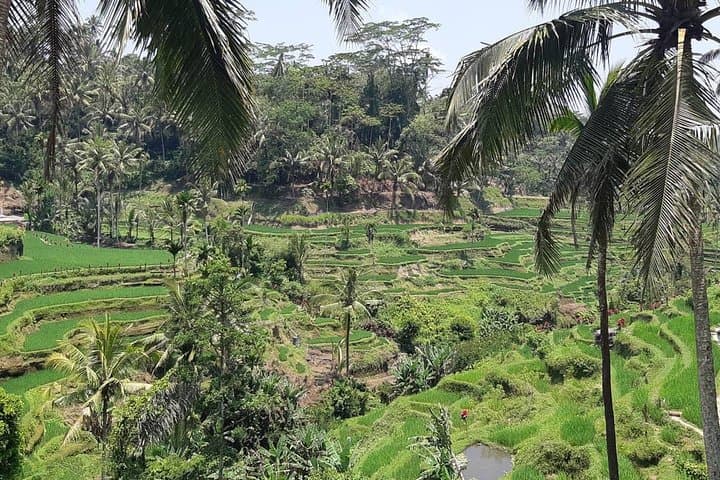 Ubud Ancient Temples, Waterfall & Coffee Plantation Day Tour photo 5