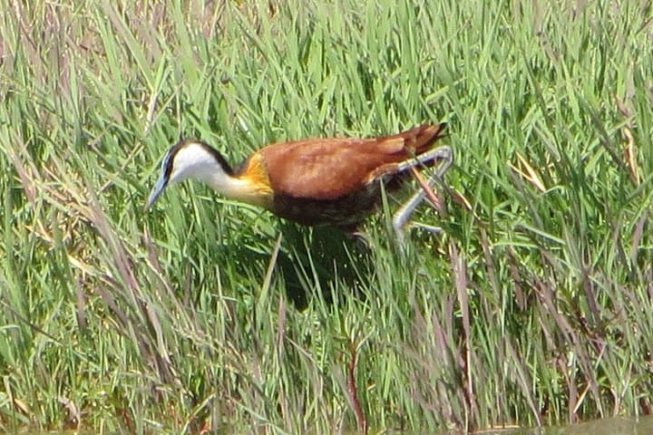 Zambezi National Park Game Drives: 4-Day Safari from Victoria Falls photo 2