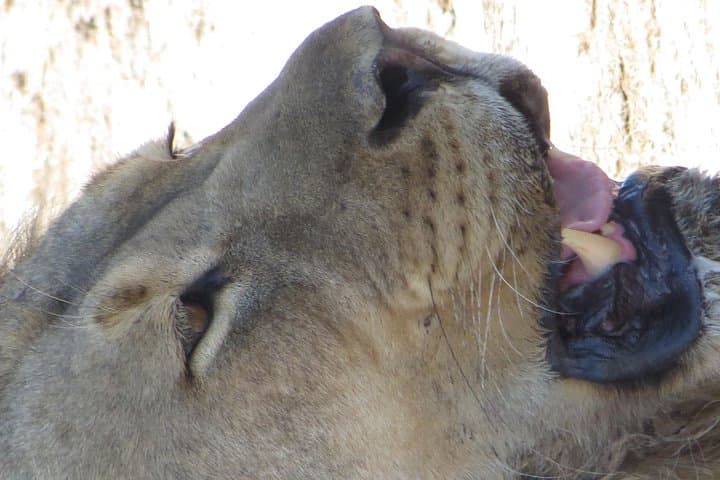 Zambezi National Park Game Drives: 4-Day Safari from Victoria Falls photo 3