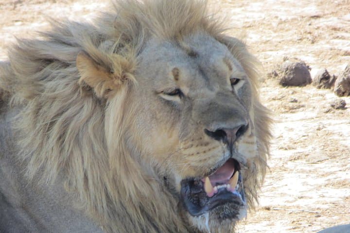 Zambezi National Park Game Drives: 4-Day Safari from Victoria Falls photo 4