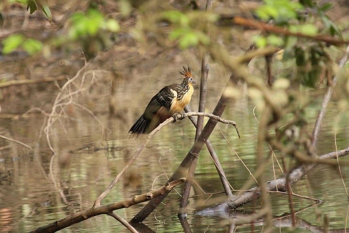 5-Day Cuyabeno & Papallacta Amazon Adventure: Canoes, Community & Hot Springs photo 5