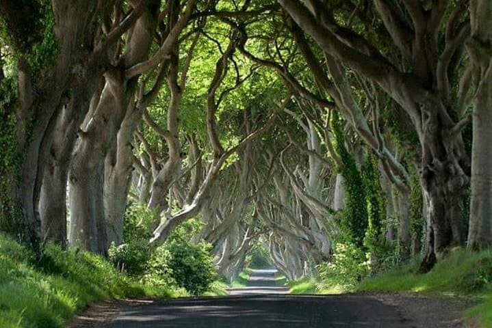 Giant's Causeway & Carrick-a-Rede: Private Game of Thrones Coast Tour from Belfast