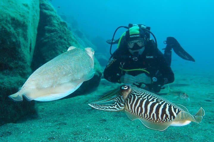 Shore Dive in Puerto del Carmen: Volcanic Reefs and Wreck Gardens photo 1