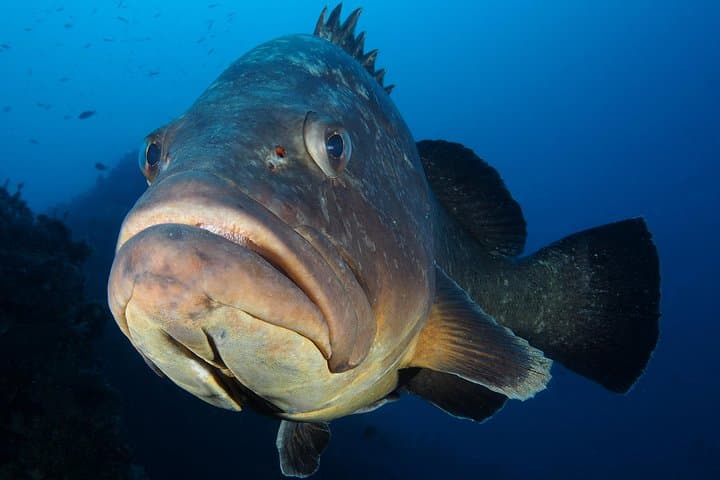 Shore Dive in Puerto del Carmen: Volcanic Reefs and Wreck Gardens photo 2