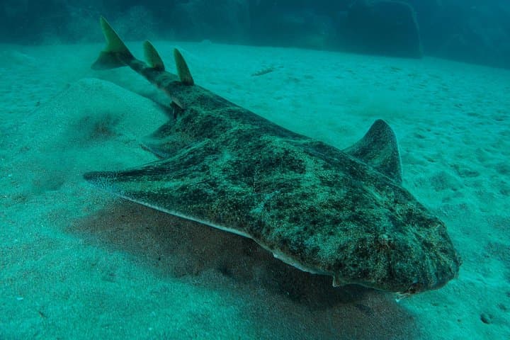 Shore Dive in Puerto del Carmen: Volcanic Reefs and Wreck Gardens photo 3