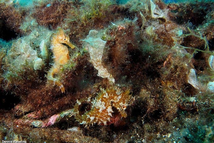 Shore Dive in Puerto del Carmen: Volcanic Reefs and Wreck Gardens photo 4