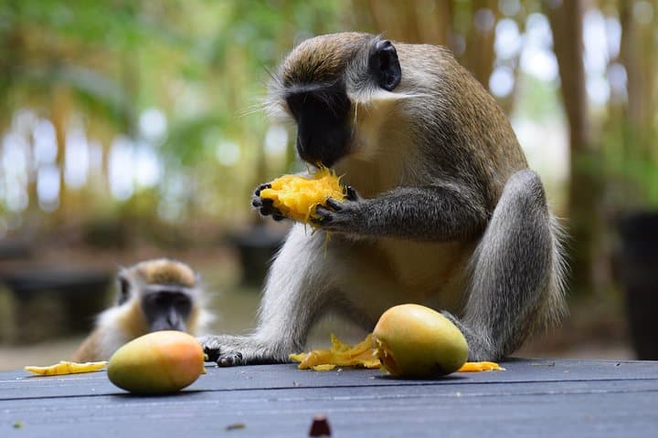 Half-Day Barbados Garden & Wildlife Tour — Flower Forest, Bathsheba & Green Monkeys photo 4