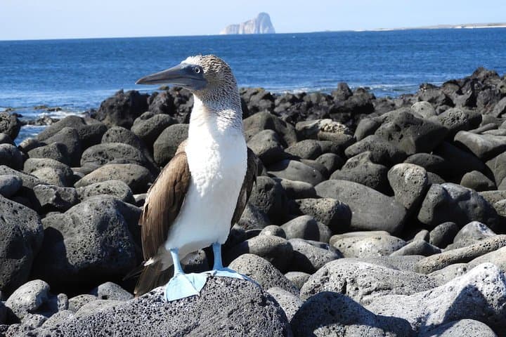 8-Day Galapagos Multisport: San Cristobal, Isabela & Santa Cruz Adventure photo 2