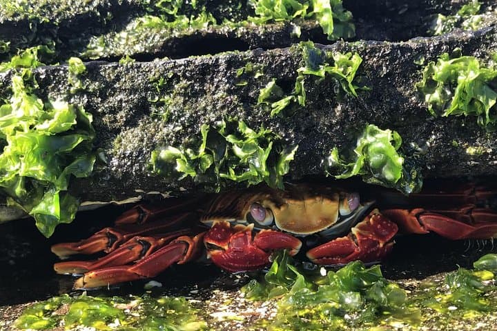 8-Day Galapagos Multisport: San Cristobal, Isabela & Santa Cruz Adventure photo 4