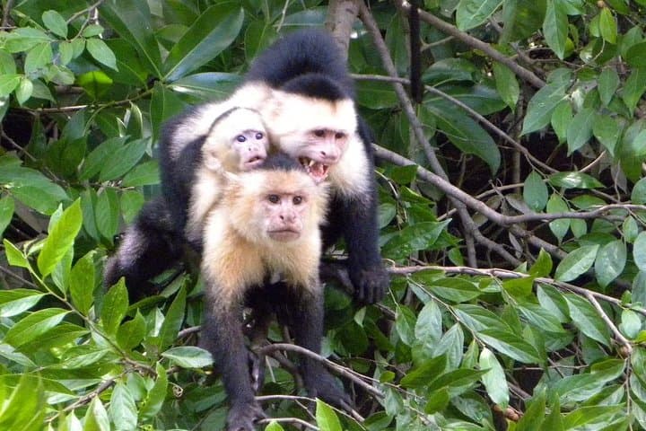 Palo Verde Riverboat Cruise on the Tempisque — Wildlife & Wetlands Tour from Tamarindo photo 2