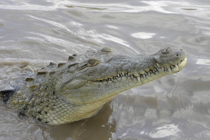 Palo Verde Riverboat Cruise on the Tempisque — Wildlife & Wetlands Tour from Tamarindo photo 3
