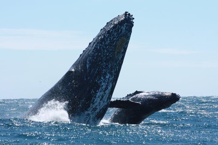 Up-Close Zodiac Whale Watching in Cabo San Lucas photo 4