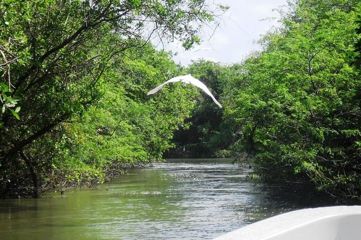 Tres Palos Lagoon Turtle Release & Crocodile Farm Eco‑Tour (Acapulco)