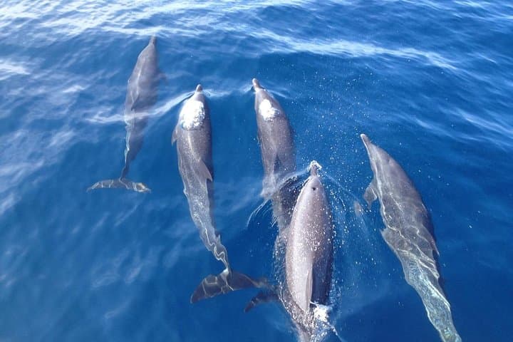 Dolphin Snorkeling Trip from Sámara: Isla Chora & Pacific Wildlife photo 2