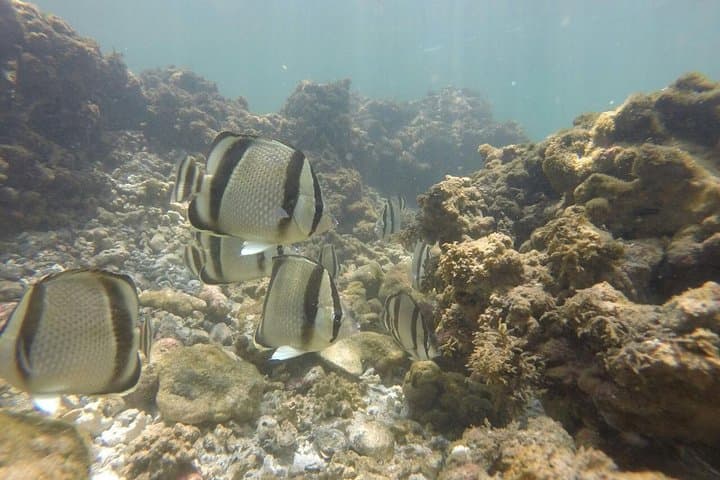 Dolphin Snorkeling Trip from Sámara: Isla Chora & Pacific Wildlife photo 3