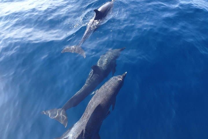 Dolphin Snorkeling Trip from Sámara: Isla Chora & Pacific Wildlife photo 4