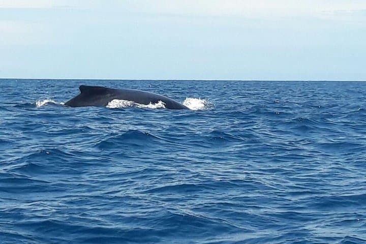 Dolphin Snorkeling Trip from Sámara: Isla Chora & Pacific Wildlife photo 6