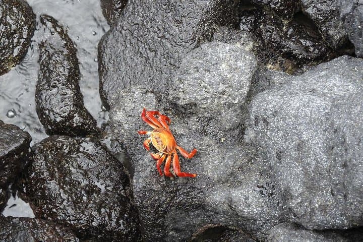 12-Day Galapagos Expedition: Island-Hopping to Kicker Rock, Tortoises & Tintoreras photo 3