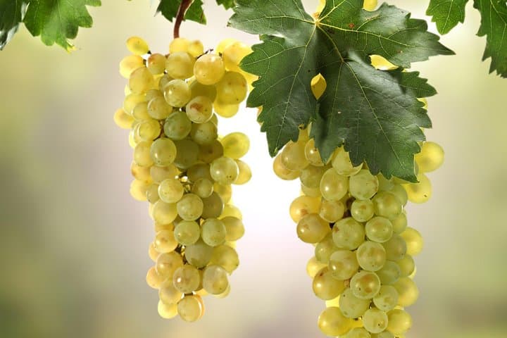 Private Lake Balaton Wine Tasting & Tihany Abbey Tour from Budapest photo 5