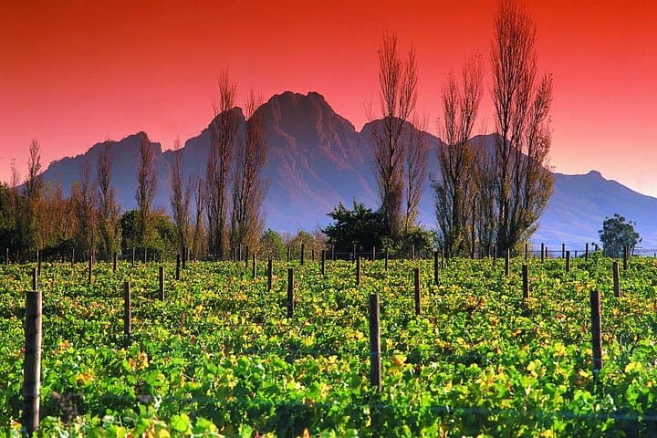 5-Day Cape Winelands and Garden Route Private Tour — Wines, Caves & Coastline