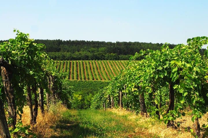 Private Lake Balaton Wine Tasting & Tihany Abbey Tour from Budapest photo 2