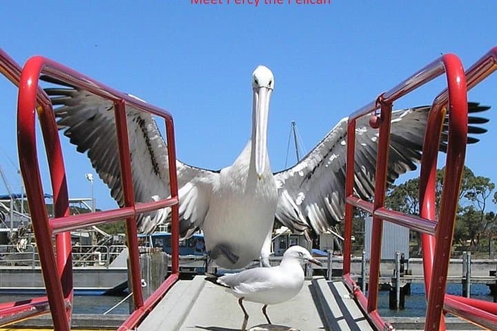 Albany Wildlife and Scenic Cruise — Pelicans, Kalgan River & Oyster Harbour Tour