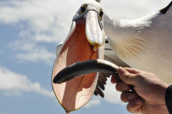 Albany Wildlife and Scenic Cruise — Pelicans, Kalgan River & Oyster Harbour Tour photo 2