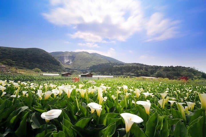 Yangmingshan & Beitou Private Day Tour from Taipei: Volcano Grasslands and Hot Springs photo 4