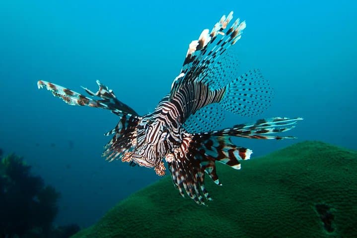 Blue Lagoon Padangbai Try Dive — Non‑Certified Scuba in Bali photo 3