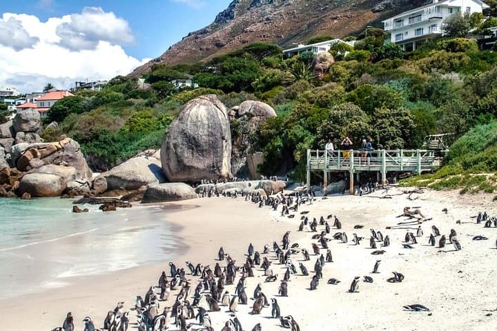 Cape Peninsula Scenic Day Tour: Cape Point, Chapman's Peak & Boulders Beach photo 4